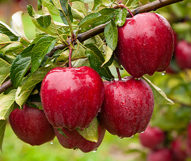 Harvest Crisp Apples