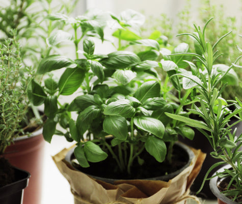 Pot of basil and other types of herbs growing on a windowsill